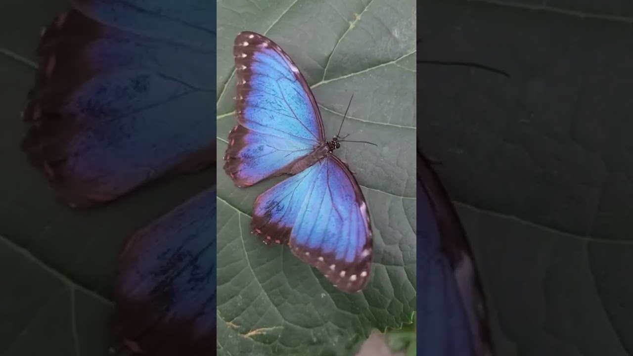 Very cool butterfly!!!🦋(Morpho peleides) 