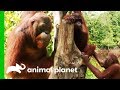 Chen Chen Reunites With Friends After Recovering From Injury | Orangutan Island