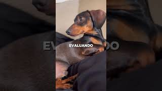 Cosas que tu perro salchicha piensa… pero nunca te diría
