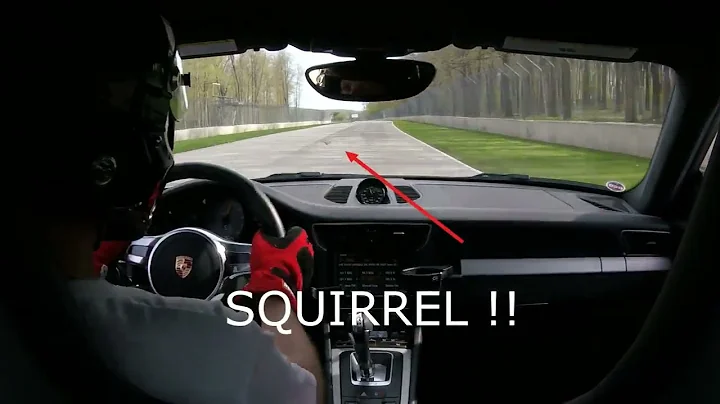 Squirrel and Turkey at Road America - fun