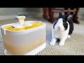 Putting orange juice in a rabbits drinking fountain