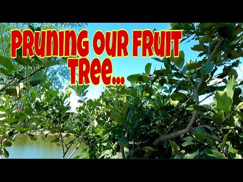 Video: Best Time For Pruning Fruit Trees - Paano Pugutan ang Fruit Tree