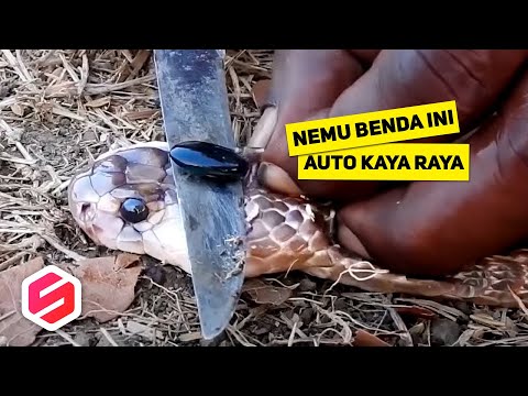 Video: Kepala tembaga biasa - ular hutan kita