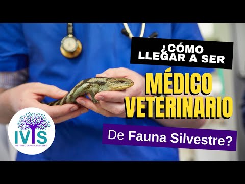 Es Ser Veterinario Una Carrera De Tallo