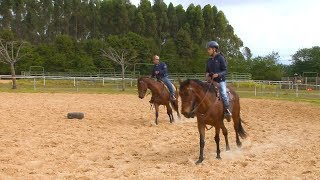 Para cavalos charley evitar exercícios