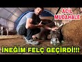 İNEĞİM FELÇ GEÇİRDİ!!! DURUM KÖTÜ AYAĞA KALKMASI LAZIM