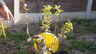 :0332: اپڈیٹ؛ ناشپاتی کے بڑے درخت پر پیوند /Update: Grafting a Big Pear Tree