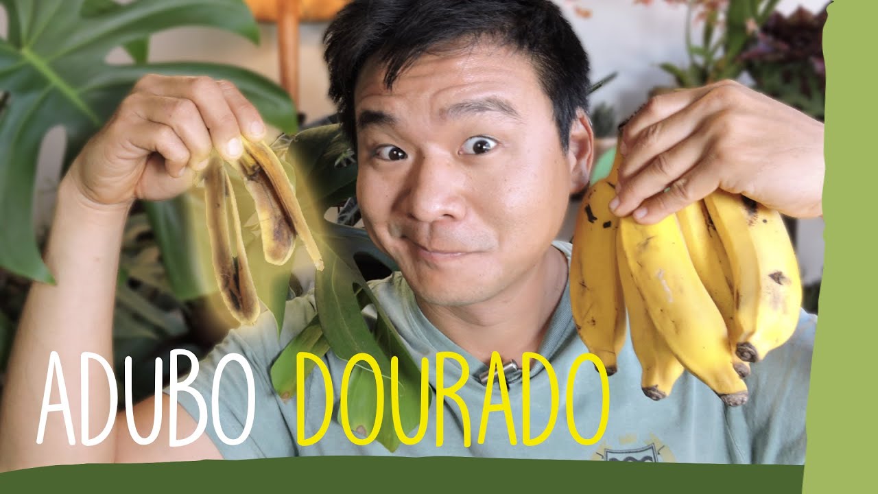 CASCA DE BANANA. Um ADUBO surpreendente.