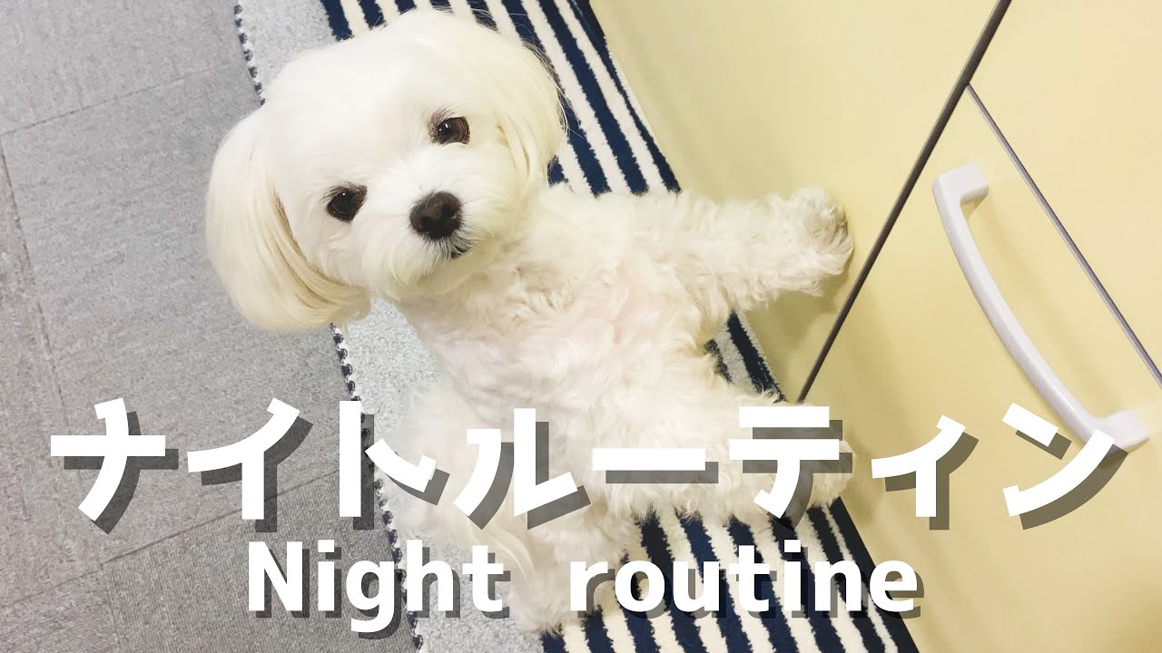マルチーズのめちゃくちゃリアルなナイトルーティン【Night routine】