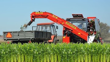 HOW TO PLANT CELERY - CELERY FARM AND HARVESTING PROCESS