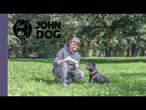 Wideo: Jak Nauczyć Psa Przebywać Gdziekolwiek?