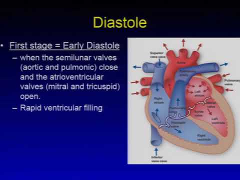 19  Cardiovascular System   Cynthia M  Wells, MD