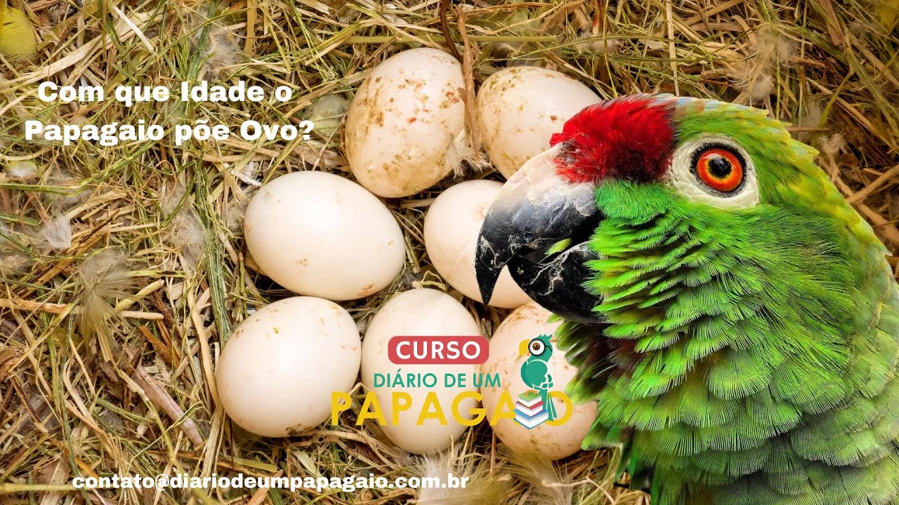 Como Saber A Idade Do Papagaio - RETOEDU