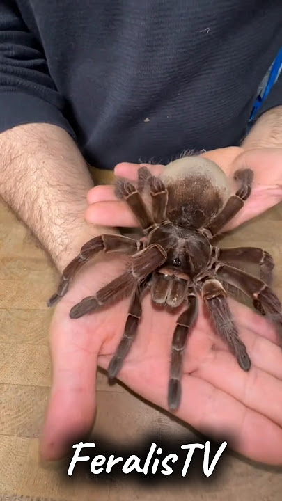 Animal Metamorphosis | Amazing Spider #animaljourney #animaltransformation #wildlife #animalgrowth