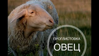 Проглистовали  овец и баранов.