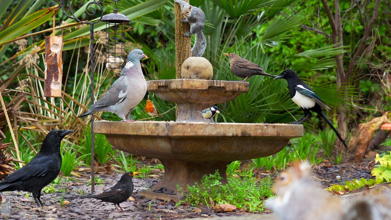 Кино Для кошек и собак 😸 Садовые птицы и забавные белки 🕊🐿 птички для кошек