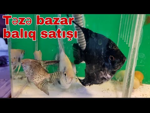 Təzə bazar balıq satışı EVREHOM 09.01.22