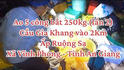 Ao 5 công bắt (lần thứ 2) 250kg tôm càng xanh Cách Cầu Gia Khang 2Km-Ấp Ruộng Sạ-Vĩnh Phong-An Giang