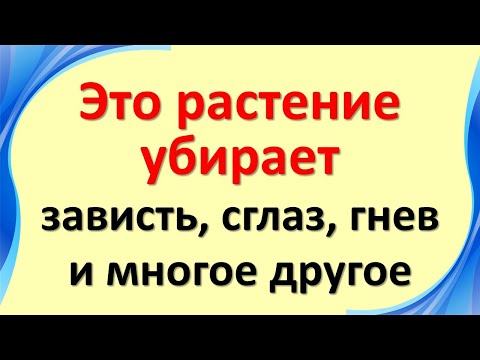 Видео: Нану болон ацерола холбоотой юу?