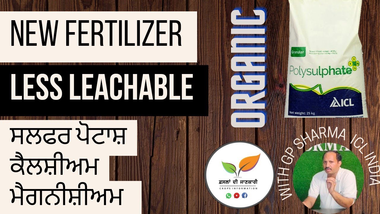 ICL Polysulphate : How it works as slow release multi nutrient fertilizer.