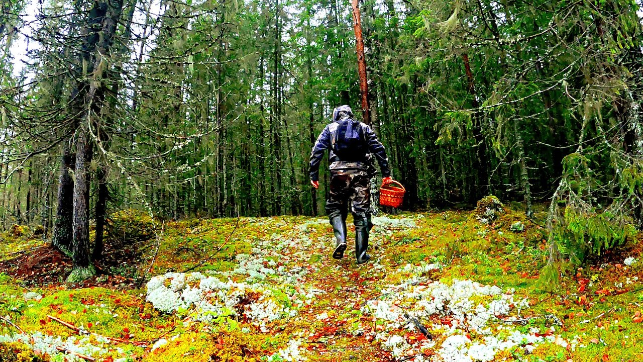 Зашел в ЕЛИ и ОБАЛДЕЛ! Грибы ПОЛЯНАМИ в ноябре! Собрал и приготовил