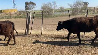 45 VAQUILLONAS VACIAS de 280 Kg en CARLOS TEJEDOR, BUENOS AIRES