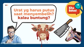 URAT YG HARUS PUTUS SAAT MENYEMBELIH? bolehkah KEPALA PUTUS? KITA BAHAS!