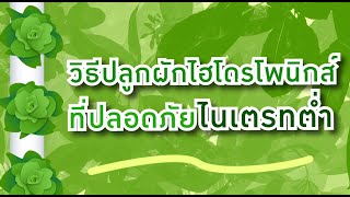 วิธีปลูกผักไฮโดรโพนิกส์ ปลอดภัยไนเตรทต่ำ