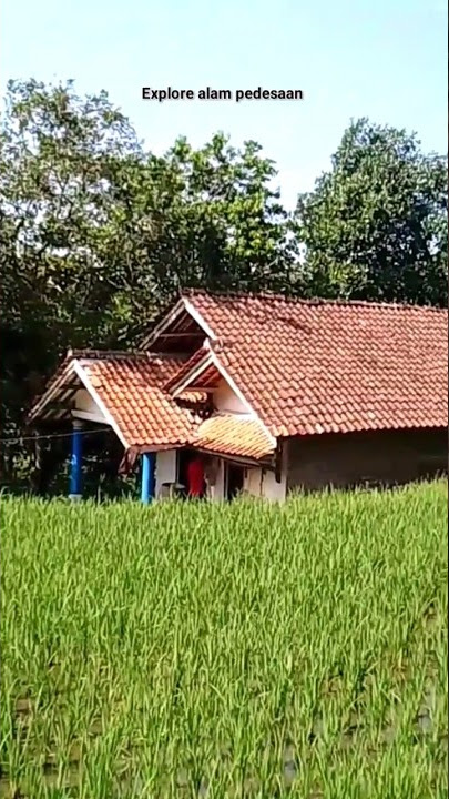 kehidupan di kampung Sunda,rumah di tengah sawah