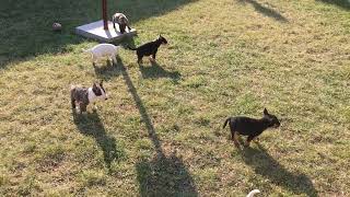 Miniature Bull Terrier