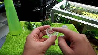 The Number 1 Aquarium Shrimp Hobbyist Channel On YouTube Subscribe here https://goo.gl/JMPwor ⭐.⭐.⭐.⭐.⭐ ✅ Get My Free 