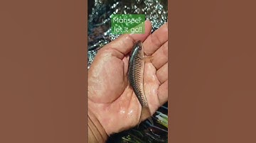 Mahseer, let it go!! - Tanago / Micro Fishing #shorts #microfishing #tanagofishing #mancingtanago