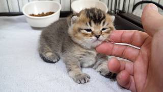 Cute Little Kitten Whos A Bit Grumpy After Being Woken Up From A Nap