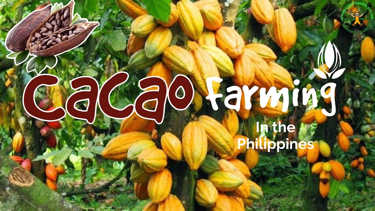 Part 3 Free Seminar How cacao farming profitable in the Philippines