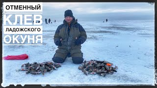 ЛАДОГА.31 01 2020 раздача окуня на блесну. Ловля окуня зимой