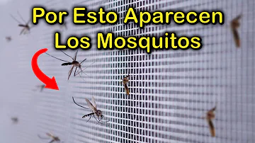 ¿Cuáles son las causas de una plaga de mosquitos?