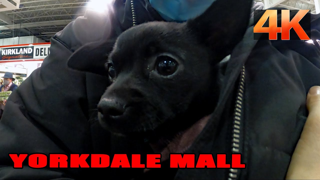 Are Dogs Allowed At Yorkdale Mall