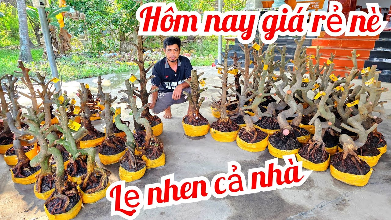 A Duy 📲 0384834321 khui vườn mới quái cây dáng long mai giảo Thủ Đức 7/3  (@MaivàngQuêdừa)