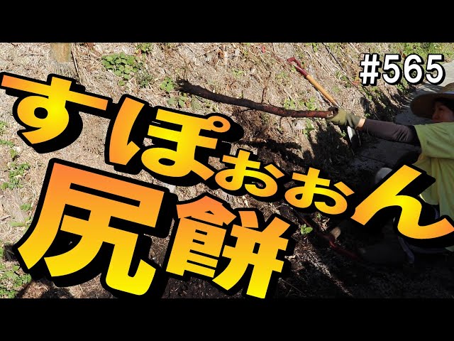 頑固な竹の根っこ…手で捻り千切ってやったぜ… - YouTube