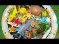 Splash sea animal of Water & Insect Nature’s Tiny Wonders