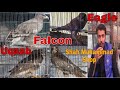 Falcon Eagle Sikra Uqaab Kestral At Saddar Empress Birds Market Shah Muhammad Shop Urdu/Hindi ...