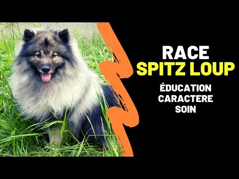 Vidéo: Race De Chien Spitz Finlandais Hypoallergénique, Santé Et Durée De Vie