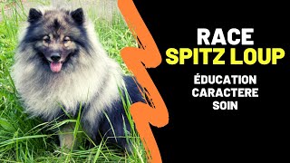 Race de chien Spitz Loup : Caractère, Education, Contraintes, Avantages et Mode de vie