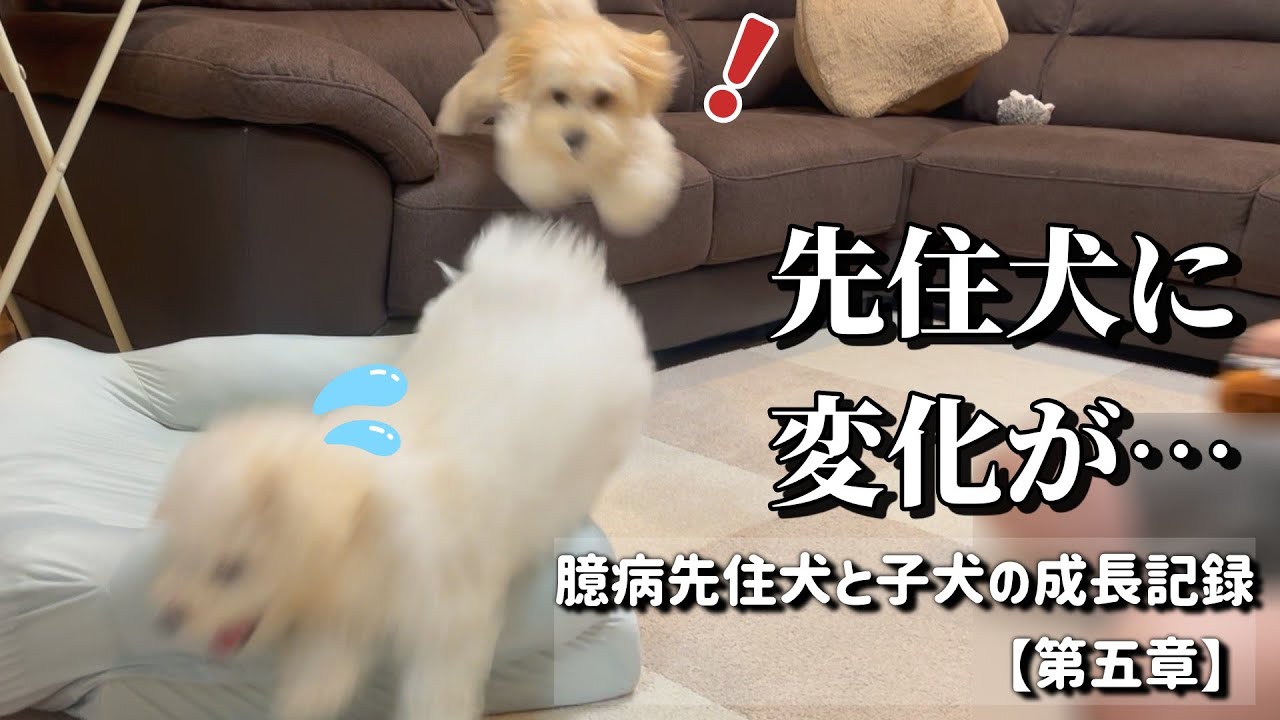 【成長記録】ギャン吠えの先住犬にまさかの変化が。。【臆病先住犬と暴れん坊子犬の物語：第五章】