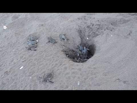 Video: Sand Mit Einer Meeresschildkröte In Costa Rica Teilen