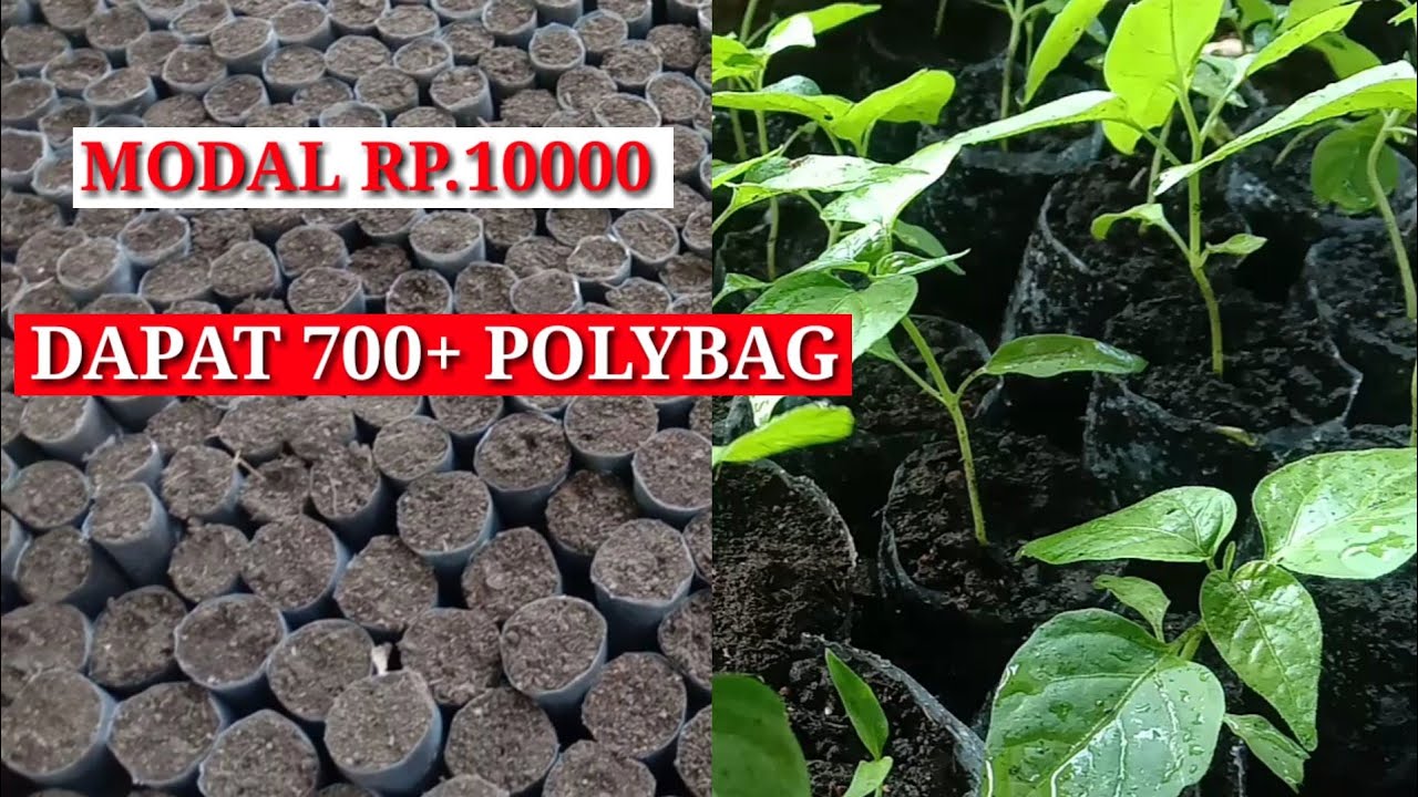 Cara Membuat Polybag Semai Dari Pelastik || Modal Rp10000 Dapat 700 ...