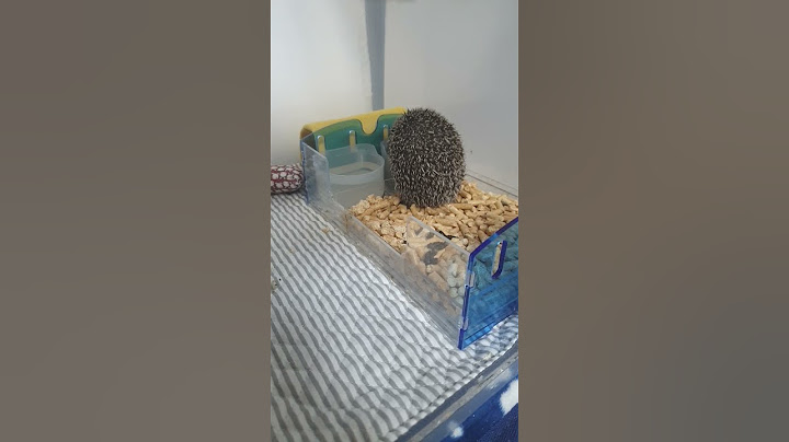 앉아서 밥먹는 시루 뒷모습 ㅋㅋㅋㅋㅋ