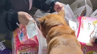 ババアからのお土産待ちの犬（雑種犬） by とろの日常 1,854 views 2 weeks ago 1 minute, 19 seconds