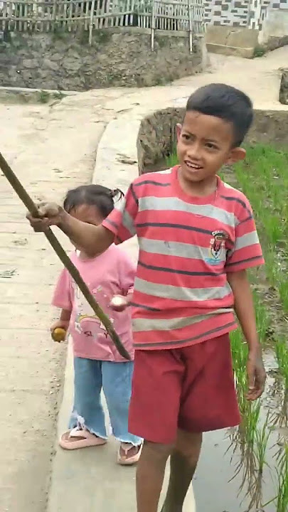 ngamumule dengan pelestarian hamparan sawah di pakai msin anak