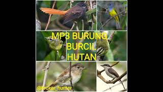 suara pikat burung kecil . khusus untuk di hutan